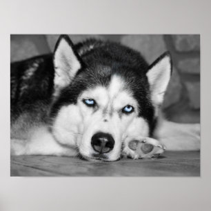 Låt mig sova. poster