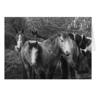 Låt oss allt göra Conga! av CatMac! Hälsningskort