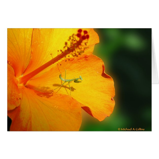 Låt oss be hälsningskort (Framsidan Horizontal)