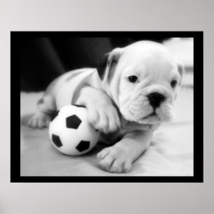 "Låt oss den engelska bulldoggen leka för fotbol Poster