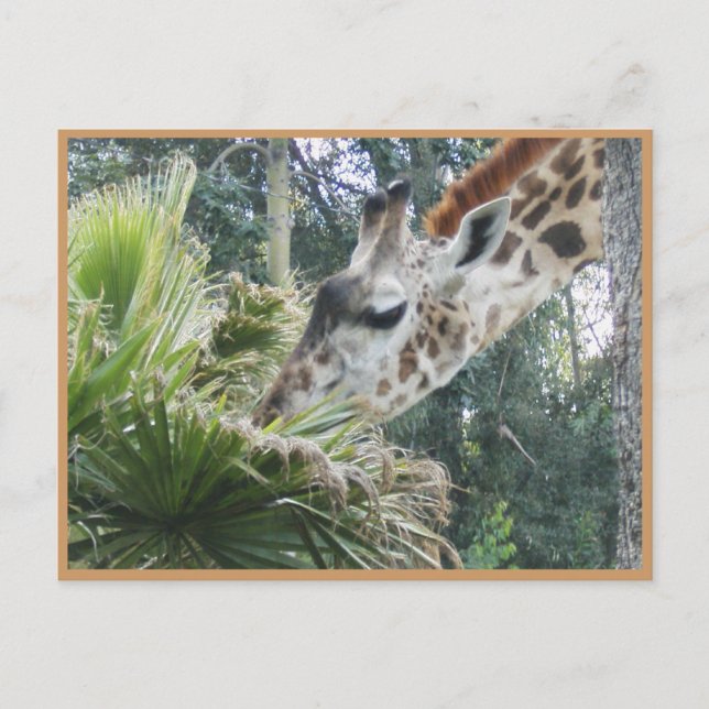 Låt oss Lunch någon gång! Vykort (Framsida)