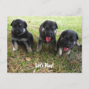 Låt oss Spela! Tyskt vykort för shepherd Puppy