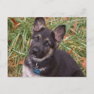 Låt oss Spela! Tyskt vykort för shepherd Puppy