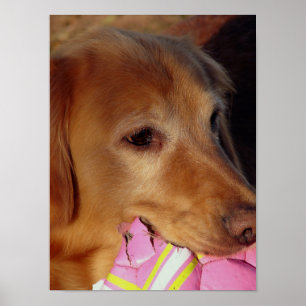 Låt oss Spela upp Boll Poster