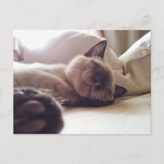 Låt sova kattunge ljuga vykort