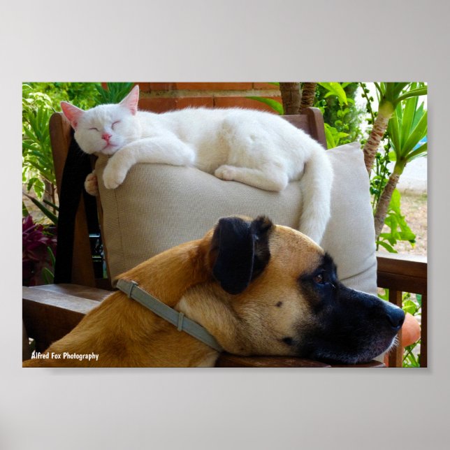 Låt sovande katter ligga poster (Framsidan)