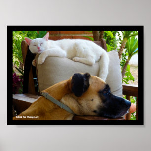 Låt sovande katter ligga poster
