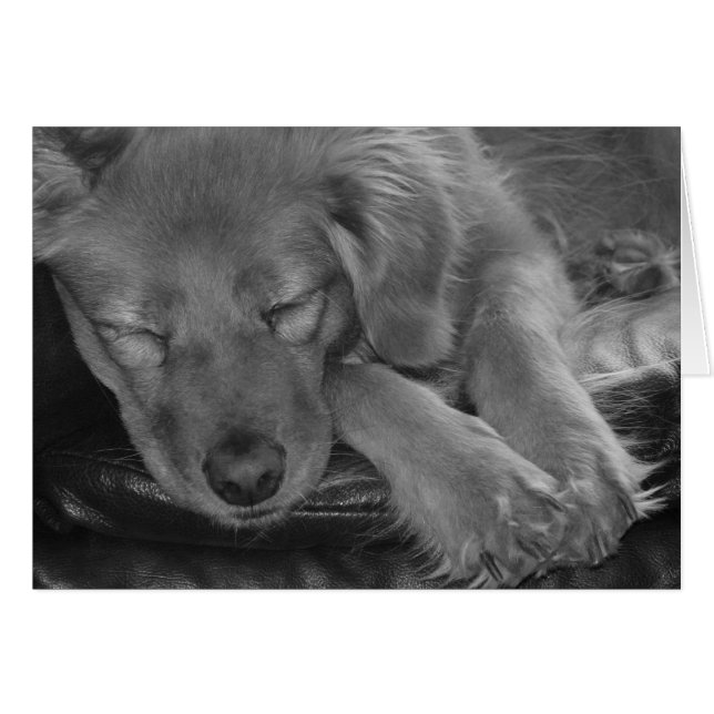 Låt Spipande Hundar Ljuga! Hälsningskort (Framsidan Horizontal)