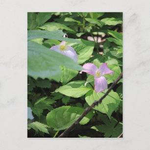 Late Season Trillium Vykort