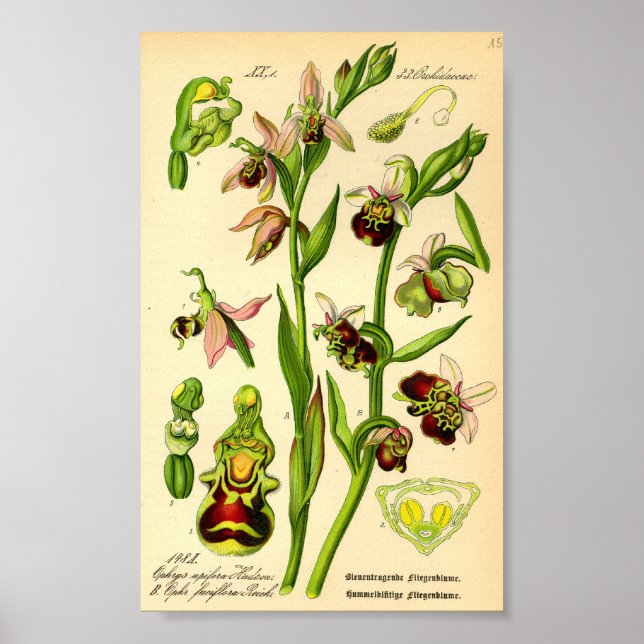 Late Spider Orchid (Ophrys fuciflora) Poster (Framsidan)