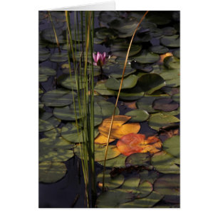 Late Summer Lilly Pond Hälsningskort