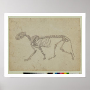 Lateral vy av en tigerskeleton, avslutat studie f poster