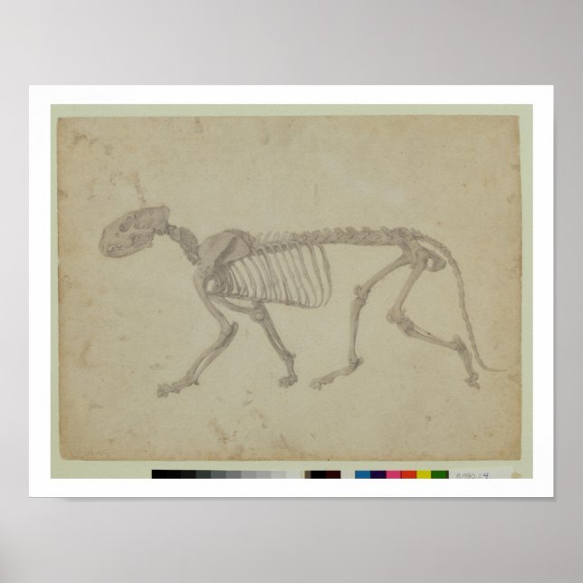 Lateral vy av en tigerskeleton, avslutat studie f poster (Framsidan)