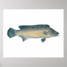 Lateralrandig gäddcichlid poster
