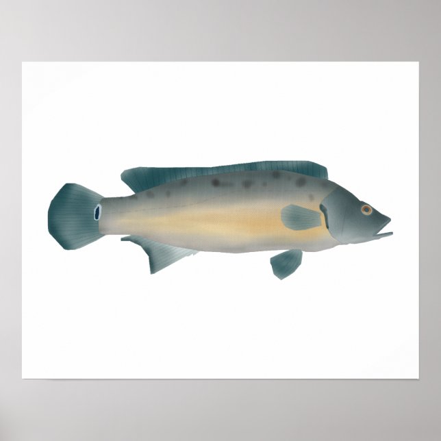 Lateralrandig gäddcichlid poster (Framsidan)