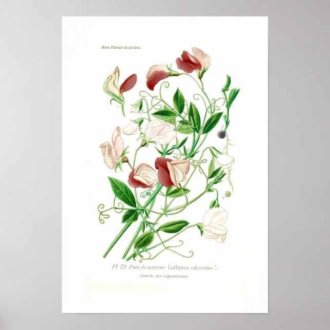 Lathyrus odoratus poster (Framsidan)