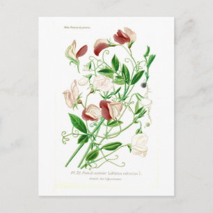 Lathyrus odoratus vykort