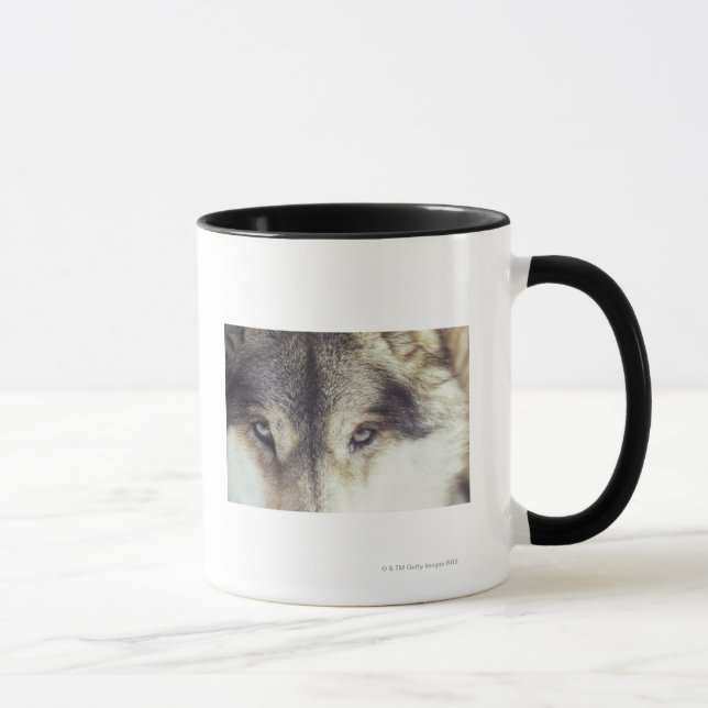 Latinnamn: CanisLupus Mugg (Höger)