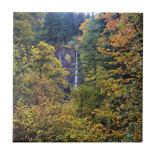 Latourell Falls, Columbia River Gorge, Oregon Kakelplatta (Framsidan)