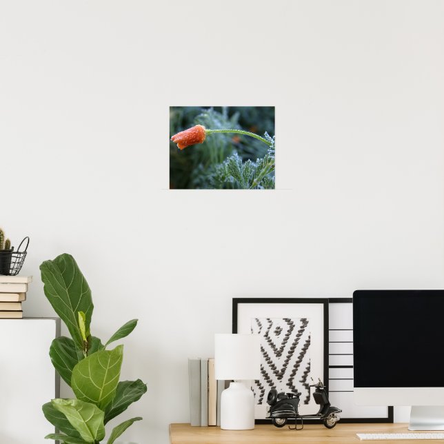 Lätt Frusen Oöppnad Kalifornisk Vallmo Foto Poster (Hemmakontoret)