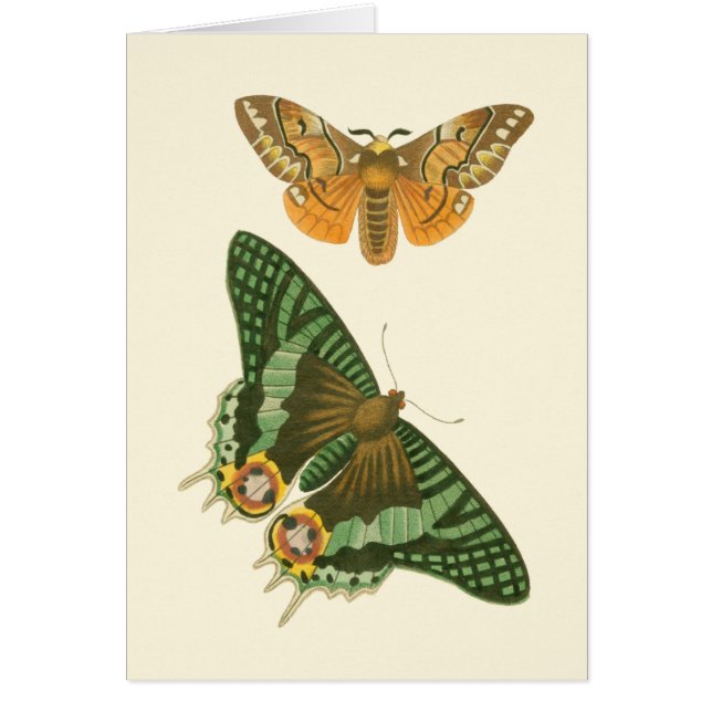 Lätt kantad fjärilmålning hälsningskort (Framsidan)