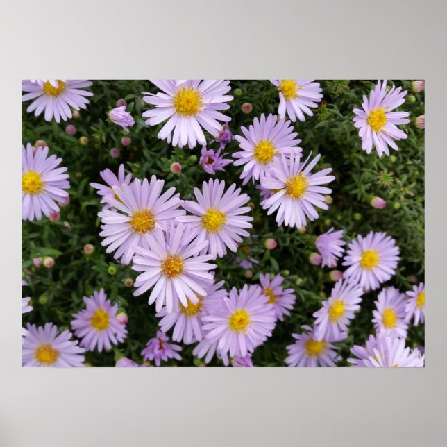 lätt lila poster (Framsidan)