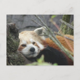 Lätt rött Panda DIY-vykort Vykort