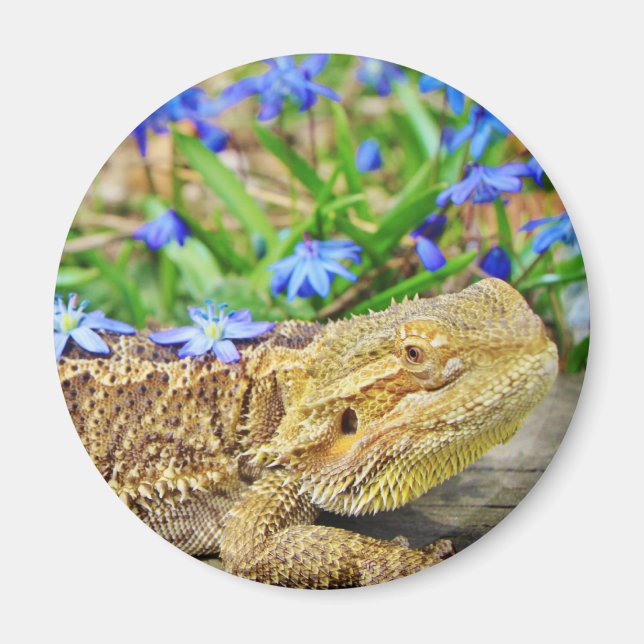 Lättande böjd dragvagn magnet (Framsidan)