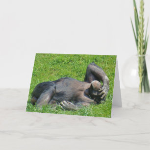 Lättare chimpanzee - djurfoto kort