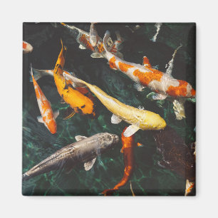 Lättare Orange och vit asiatisk koi fiskdamm Magnet