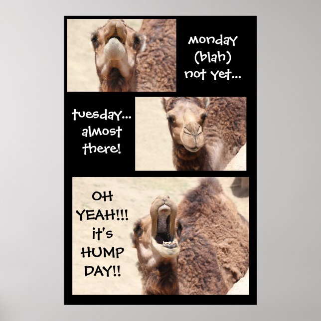 Lättare Poster av Camel Hump Day (24x36) (Framsidan)