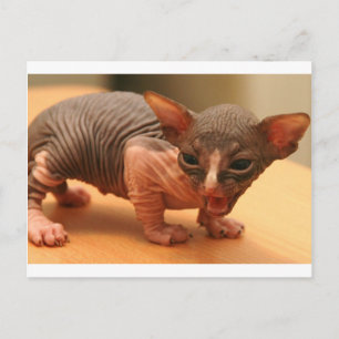 Lättare sphynx kitten vykort