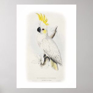 Lättare svavlad cockatoo poster