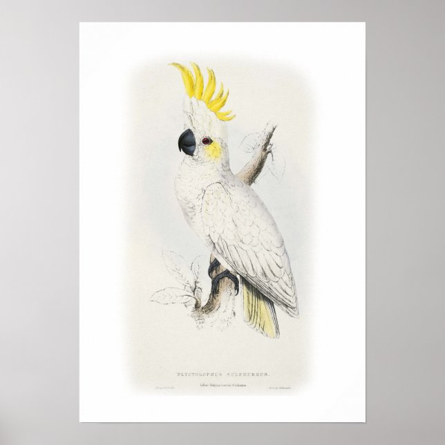 Lättare svavlad cockatoo poster (Framsidan)