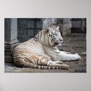 Lättaxat, vit tigerfoto från bengal poster