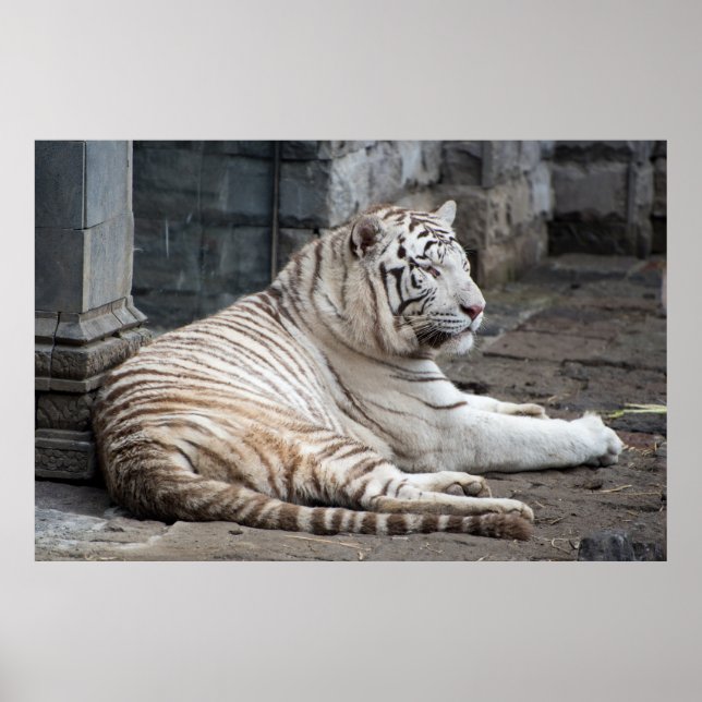 Lättaxat, vit tigerfoto från bengal poster (Framsidan)