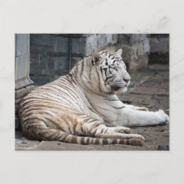 Lättaxat, vit tigerfoto från bengal vykort