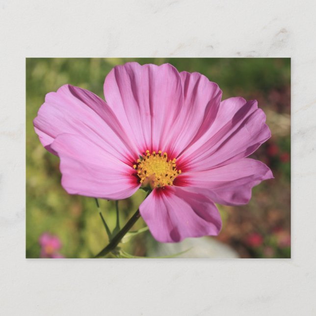 Lättblommig Vykort (Framsida)
