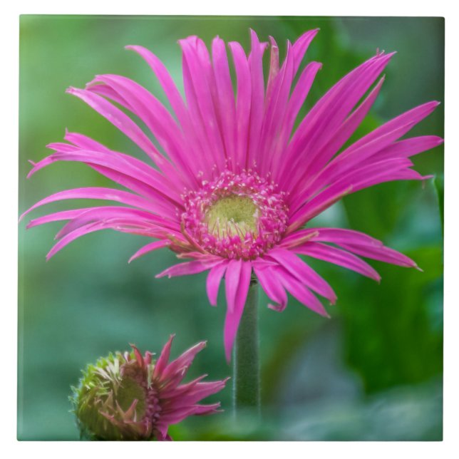 Lättblommiga keramiska plattor av rosa kakelplatta (Framsidan)