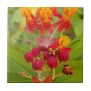 Lättfärgad Blommigt med Milkweed Art Print Kakelplatta