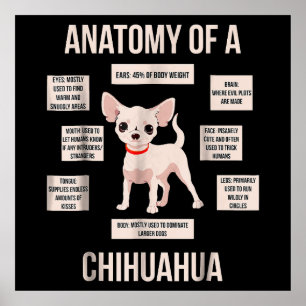 Lättfunna marionettanatomi i en Chihuahua Poster