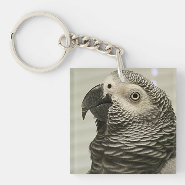 LättKongo Afrikas Grått Parrot (Framsidan)