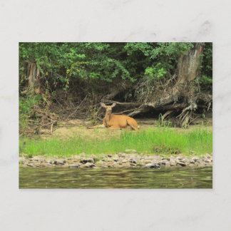 Lättnader av Kettle Vykort