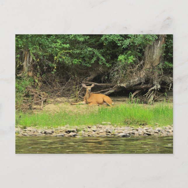 Lättnader av Kettle Vykort (Framsida)