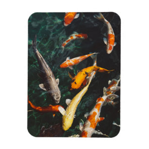 Lättnader i Orange och vit asiatisk koifisk Pond Magnet