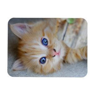 Lättröd tabbby Kitten Magnet