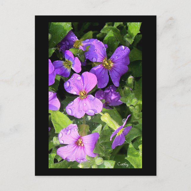 L'aubriète Vykort (Framsida)