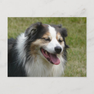 Laughing Aussie Hund Vykort