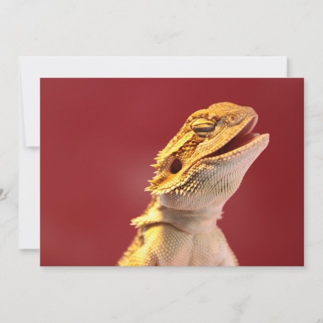 Laughing Bearded Dragon (Framsida)