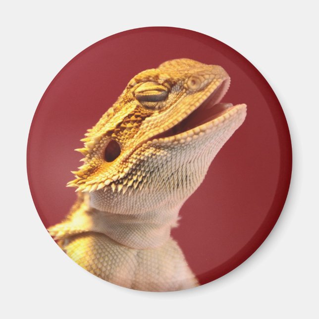 Laughing Bearded Dragon Magnet (Framsidan)